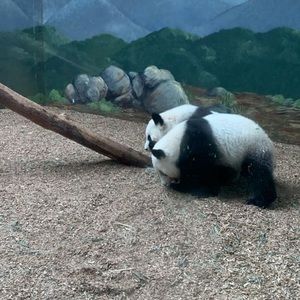 Meet your Posher, Romona